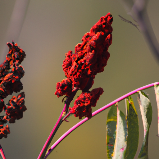 תמונה של גרגרי סומאק הגדלים על ענף, המציגים את צבעם האדום התוסס.